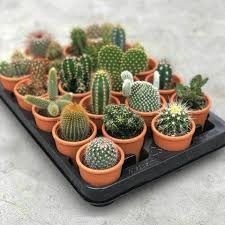 Cactus Plants